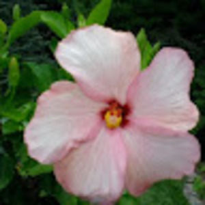 Meet your Posher, Vicky